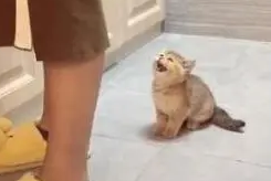 小奶猫朝主人喵喵叫,主人无动于衷,只好主动出击:我自己也能行 小奶猫朝主人喵喵叫,主人无动于衷,只好主动出击:我自己也能行