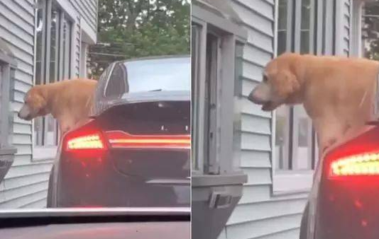 车上的金毛探头紧盯小窗，向外卖服务员讨吃，却被行车记录仪拍下 