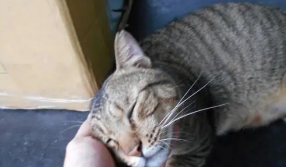 一只自来熟的流浪猫，带领别的猫在司机车上定居