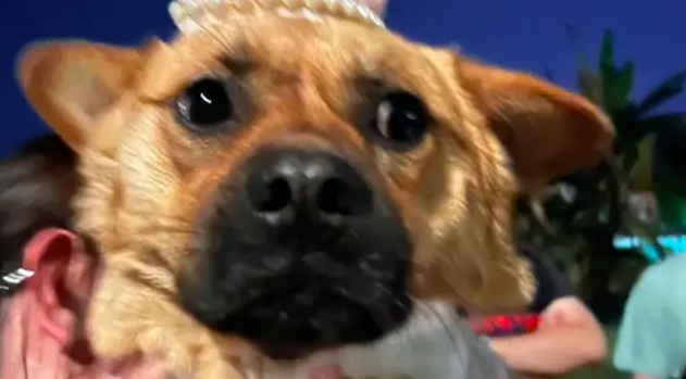 生活在校园的流浪狗，即将被毕业学长收养，大家为它举办派对庆祝