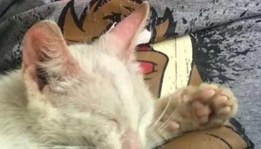 小伙在沙发上睡觉，醒来就发现身上趴着一只猫