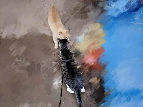 喵皇好像爱上了楼下的橘猫,没想到还真的收服橘猫了! 喵皇好像爱上了楼下的橘猫,没想到还真的收服橘猫了!