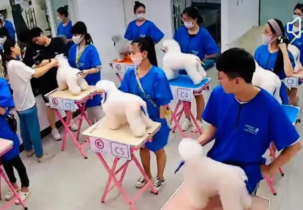 宠物美容师证书含金量咋样?考试难不难?报考条件及就业前景 宠物美容师证书含金量咋样?考试难不难?报考条件及就业前景