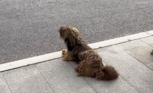 狗狗疑似走丢趴在公交站台等主人，一边嚎叫一边张望