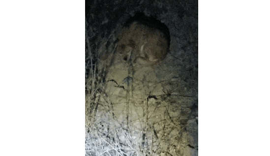 骨瘦如柴的狗狗蜷缩在树根下瑟瑟发抖，但却超警惕...