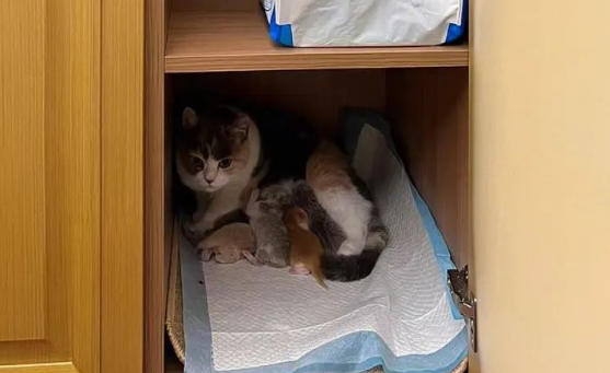 “我爸喝多了非说小猫咪招财,然后拉着全家人给猫磕头…” “我爸喝多了非说小猫咪招财,然后拉着全家人给猫磕头…”