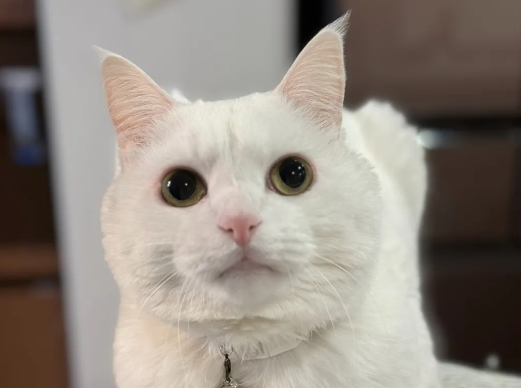 给猫剪完指甲，它露出气呼呼的表情：别再有下一次！