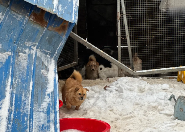 暴雪后狗棚全部坍塌，几十只狗狗瞬间又没了家…