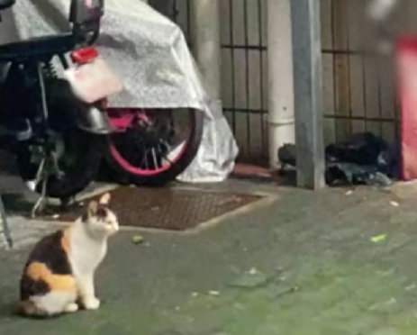 小区居民嫌流浪猫太吵，将小猫吊死在窗台