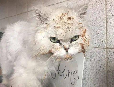 小猫偷吃粘一脸豆子，当场变身爆笑表情包，主人又好气又好笑 