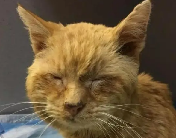 猫咪冻得眼睛都睁不开，被救后恢复，睁开眼睛的一瞬间眼泪汪汪