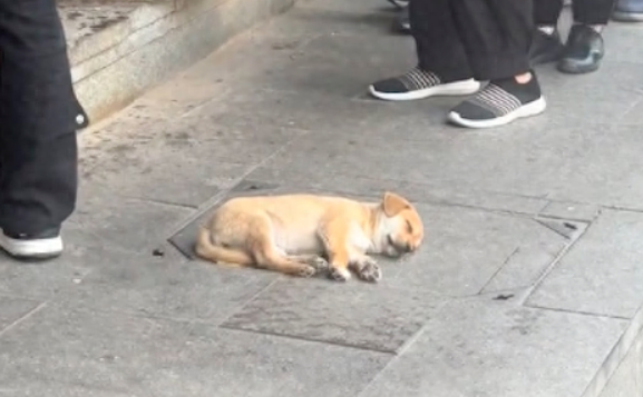 早餐店养的狗躺在门口睡觉，一副被迫营业的模样