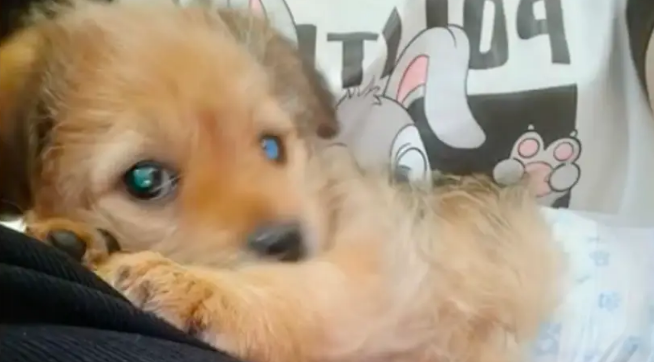 残疾小狗被扔在寺庙门口，特别亲人却总被忽视，最后终等到幸福