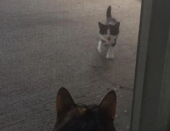 小猫主动求收养，不久后老猫去世，主人：老猫提前安排了接班人