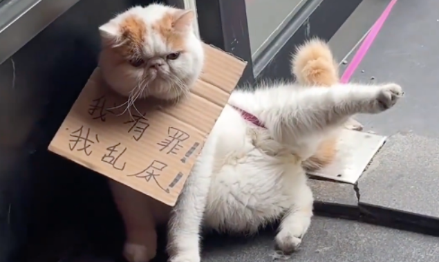 猫咪被拴在门口挂牌示众,网友找主人询问,得知原因后:罚轻了... 猫咪被拴在门口挂牌示众,网友找主人询问,得知原因后:罚轻了...