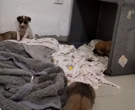 男子骗可以帮忙照顾流浪狗，却背地全偷走卖掉了