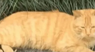 橘猫给自己找到“黄金项链”，主人凑近后，吓得头皮都发麻了