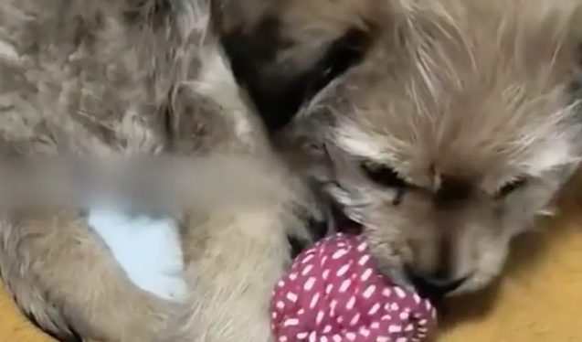 残疾小狗被扔在寺庙门口，特别亲人却总被忽视，最后终等到幸福