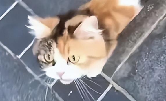 娃娃脸小猫追着人家求收养，收编之后才发现它有大阴谋
