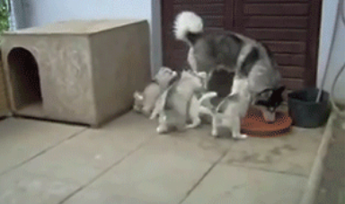 哈士奇妈妈被小哈士奇缠到崩溃，最后反应绝了