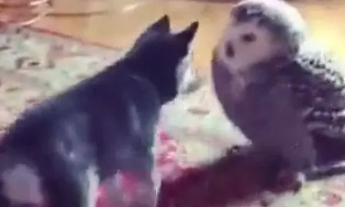 哈士奇面对新来的小伙伴，一点也不怕，上去就是一亲