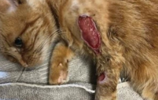 宠物猫的爱抚！兽医技术人员，感染罕见恐怖真菌