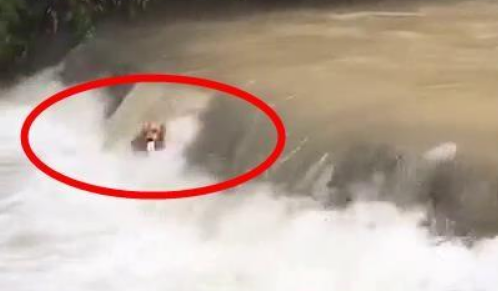 主人矿泉水掉河里，大声喊金毛不要跳