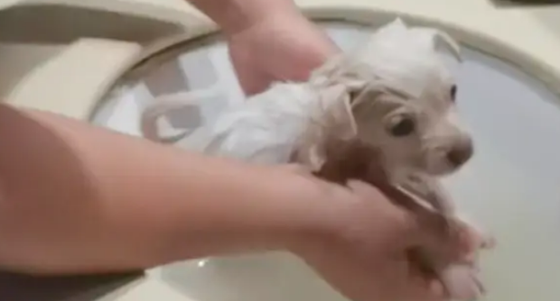 出差偶遇只垃圾桶旁的小狗，从此命运改变，短短一年走向狗生巅峰