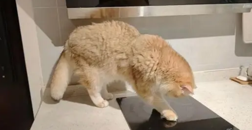 四川最牛的猫咪，把家给炸了，成功把自己身价提升到了10万！