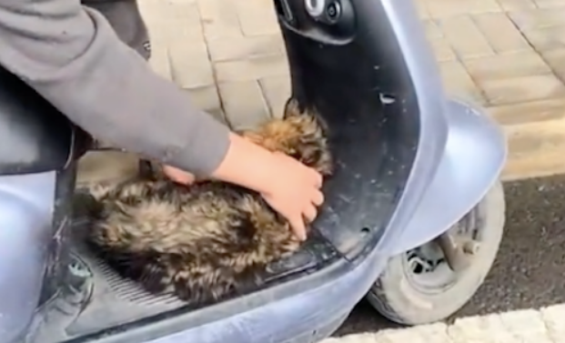 狗狗一直嚎叫不能动弹，送医治疗却没改善