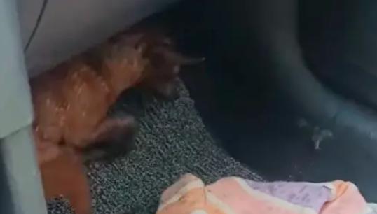 想把流浪狗送收容所，却是打狗队来接它！女生察觉不对立马要回狗