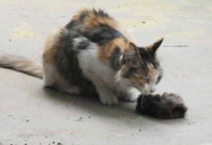 奶猫被人狠心摔死，猫妈伤心失去意识