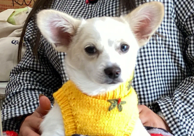 买来的宠物犬为何没活过一周？