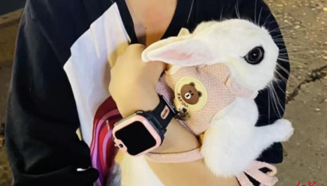 乐山一广场未拴绳大狗咬死宠物兔：狗主人赔偿500元和解