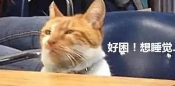 男子带猫咪去上课，没过多久就困得眼泪花花，坚持不住睡着了