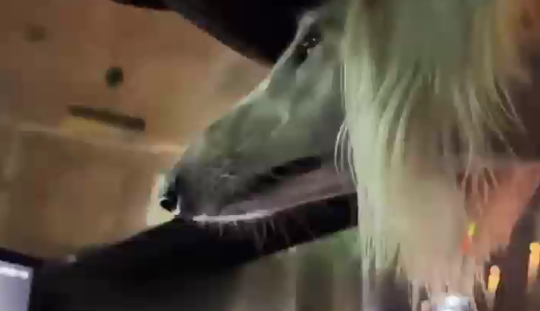 女子到达陌生城市，狗狗开启哨兵模式