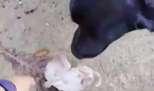 狗妈叼着刚出生的小狗欲要扔掉，主人拦住救了回来，原来它残疾了