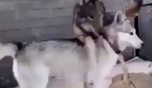 主人让狼和哈士奇一起长大，结果变成了两只二哈