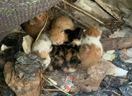 校园角落发现一窝奶猫，可猫妈妈把它们藏起来…