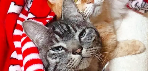 流浪猫和孩子打好关系，成功被收养，成了小主人专属“小保姆”