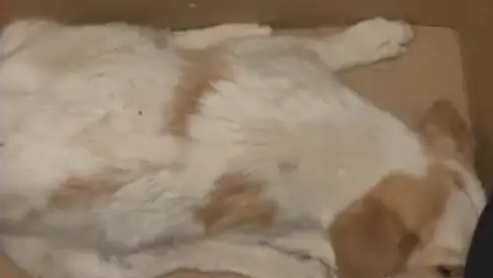 狗狗生病被遗弃,在路边抽搐了3天无人问津,最终被放牛娃救起 狗狗生病被遗弃,在路边抽搐了3天无人问津,最终被放牛娃救起