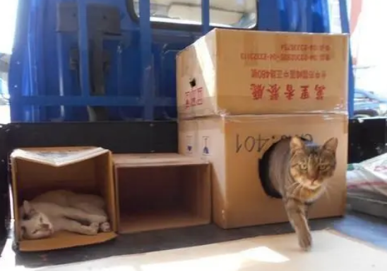 一只自来熟的流浪猫，带领别的猫在司机车上定居