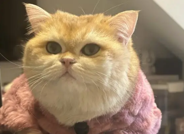 四川最牛批的猫咪，它把家炸了，成功把自己的身价提升到10万！