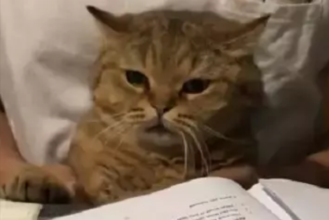 主人教小猫咪学英语，猫咪全程生无可恋：生活终于对朕下手了