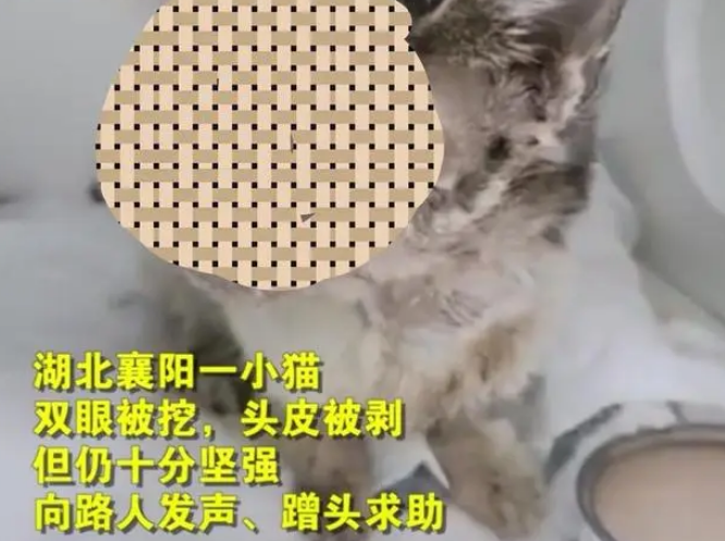 小猫被残酷对待，失去双眼和头皮，施虐者太过心狠