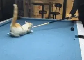铲屎官打台球没进,让猫咪手动进球,猫:真让猫不省心 铲屎官打台球没进,让猫咪手动进球,猫:真让猫不省心