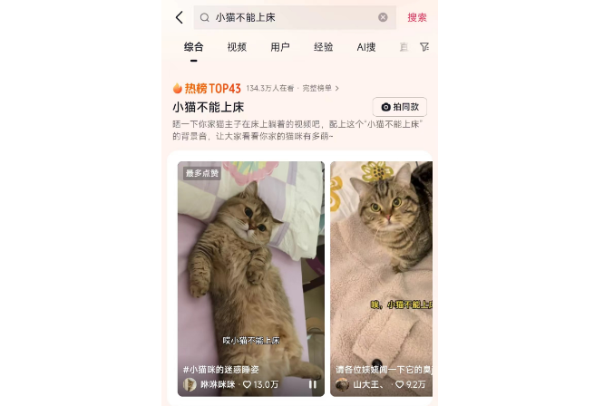 小猫不能上床？铲屎官：NO！