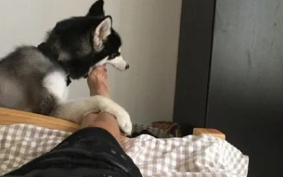 哈士奇叫主人起床时，无意中舔了下主人的脚，表情绝了