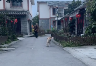 狗狗的一条腿瘸了,但却跑得飞快去找同伴玩! 狗狗的一条腿瘸了,但却跑得飞快去找同伴玩!