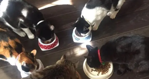 捡回一只小流浪猫，直接占了乌龟的窝，还把它当成坐骑